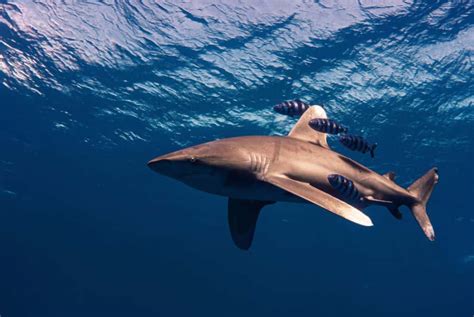 Skin To Scales: Do Sharks Have Scales? - MarinePatch