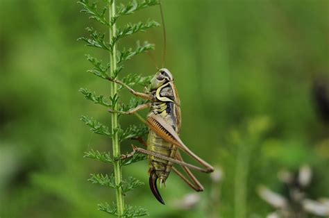 Cricket Pest Control Perth - TMO Pest Control Perth