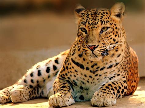 Wildlife Images Free Download