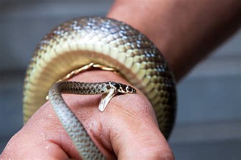 Royalty Free Snake Bite Pictures, Images and Stock Photos - iStock