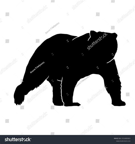 Silhouette Walking Grizzly Bear Isolated On Stock Vector (Royalty Free ...