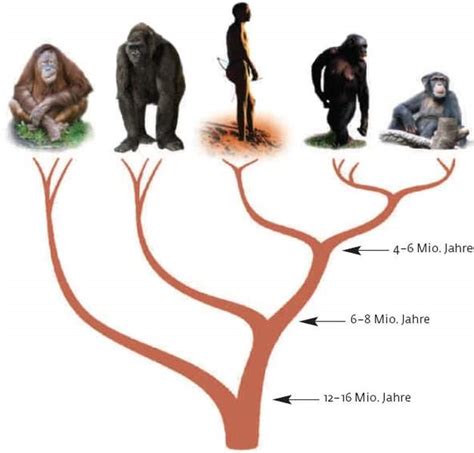 Stammen alle Menschen von Affen ab oder kann man auch von anderen ...