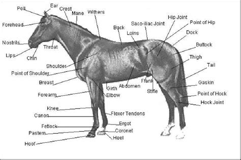 HORSE ANATOMY - Expert Opinion - CARRIAGE HORSES - Coalition for New ...