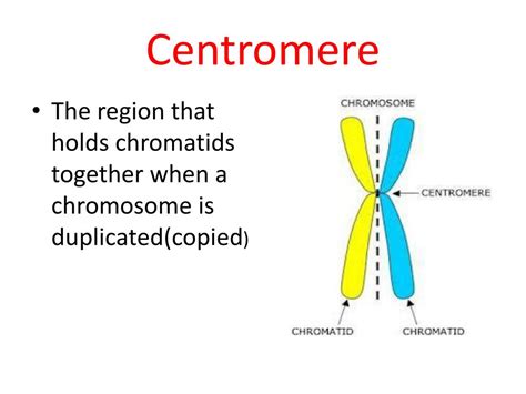 PPT - Cell Processes PowerPoint Presentation, free download - ID:4601440