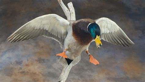 Birdman Studios Taxidermy - Waterfowlers Challenge