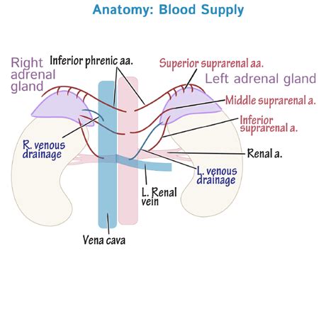 Endocrine System Glossary: Adrenal Gland - Detailed Histology ...