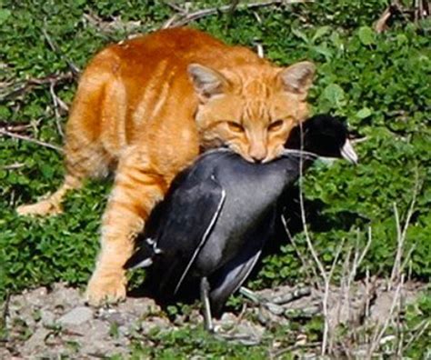 Cats kill more birds in U.S. than any other cause, death toll in the ...