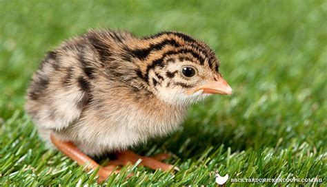 6 Essential Things You Need To Know About Raising Guinea Fowl Keets