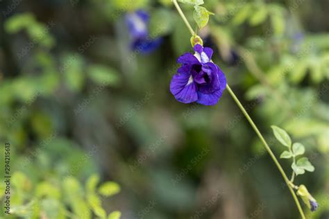 Butterfly pea flower, This flower can coloring matter in Thai dessert ...