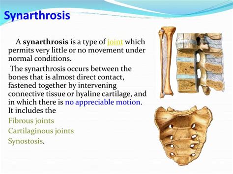 PPT - Arthrology & Joints of Bones of Trunk PowerPoint Presentation ...