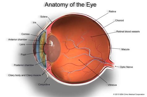 About Basic Eye Anatomy | GEM Clinic Medical Corporation