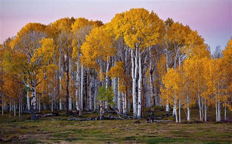 Hvitmork | Birch tree wallpaper, Tree wallpaper, Silver birch tree