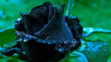 Aggregate more than 63 beautiful black rose wallpaper hd latest - in ...