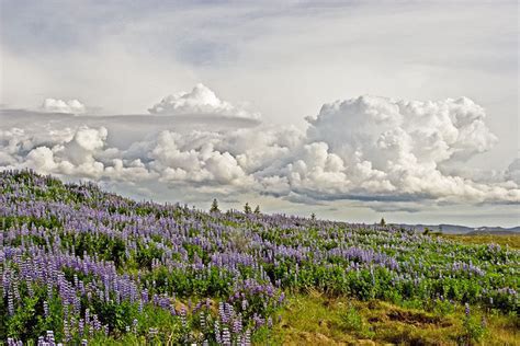 Lupinus sericeus (Silky Lupine) - Featured Native Plant of the Week