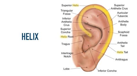 Auricular Anatomy Basics: The 7 Major Areas of the Ear