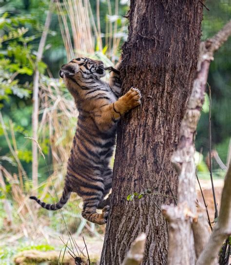 Sumatran Tiger Cub Triplets's Names Revealed - Secret London