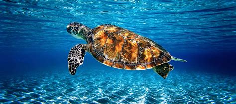 Sea Turtle swimming in Clear Water in the Florida Keys Panoramic ...