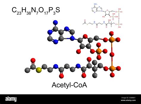 Acyl Coa Structure