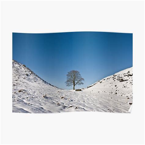 "Sycamore Gap in Winter" Poster for Sale by aftertherain | Redbubble