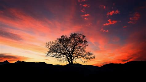 Download Wallpaper 3840x2160 Trees, red sky, sunset, clouds UHD 4K ...