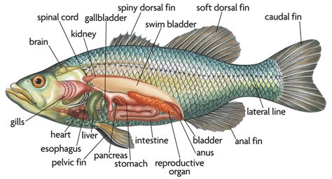 Anatomy of Fish Reproductive System - ErinrilVargar