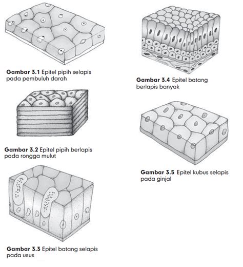 Macam Macam Jaringan Epitel Pada Hewan – Studyhelp