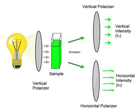 Toxins | Free Full-Text | Fluorescence Polarization Immunoassay of ...