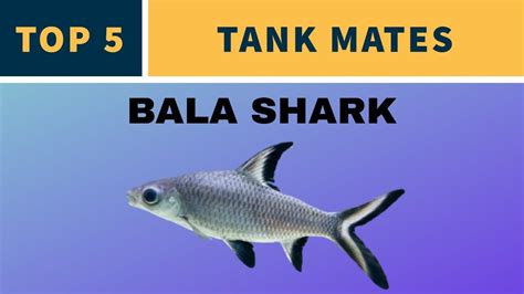 BALA SHARK TANK MATES - YouTube