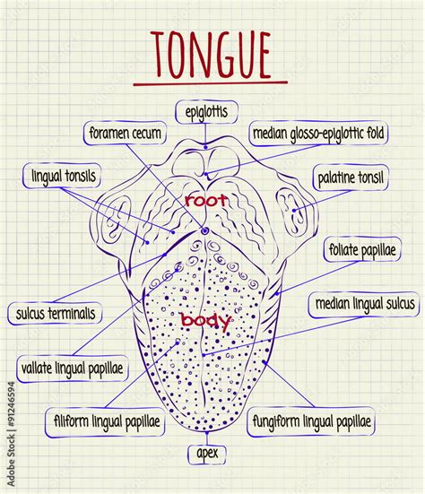 diagram of the anatomy of human tongue Stock Vector | Adobe Stock