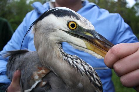 Harper the Great Blue Heron Just Crushed Her Fall Migration | Blue ...