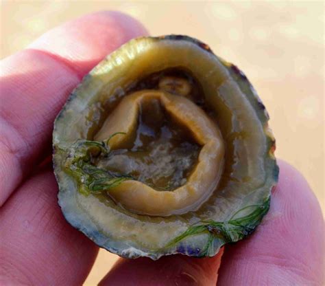 Common Limpet Foraging - The Ultimate Guide - Bushcraft Hub