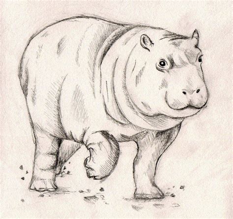 Baby hippo, Hippo, Baby