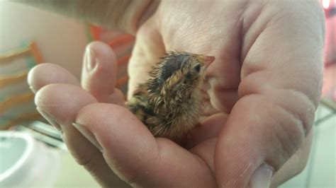 Great video on incubating, hatching and brooding quail | Quail eggs ...