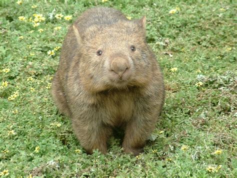 Wombats Animals