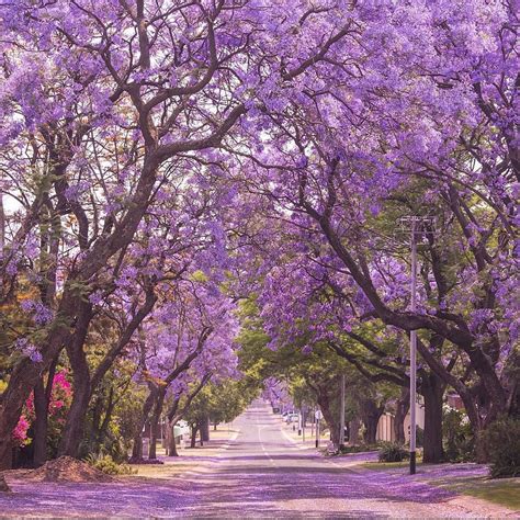 jacaranda purple flowering tree california - World Of Good Account ...