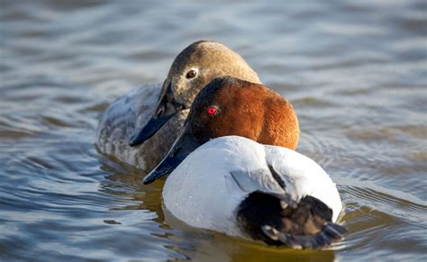 How to Tell a Canvasback from a Redhead | Audubon