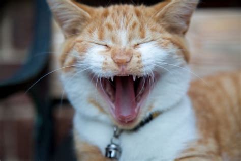 Smiling Cat Free Stock Photo - Public Domain Pictures