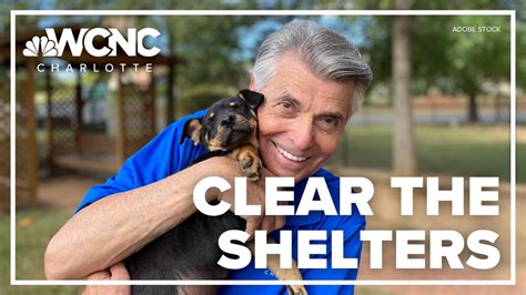 Clear the shelters: How to adopt cats & dogs in Lincoln County | wcnc.com