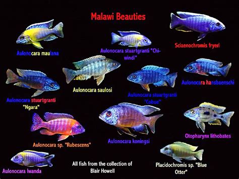 All African Cichlid Species African Cichlids Lake