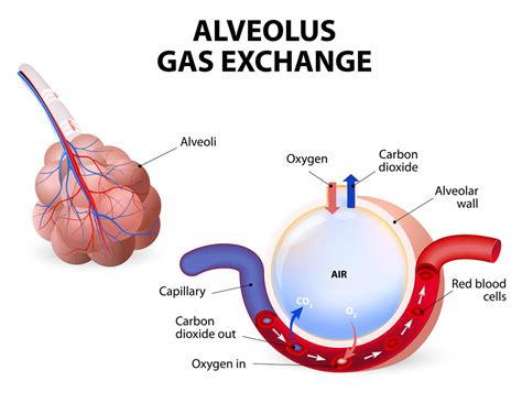 Alveolus.-gas-exchange.-Pulmonary-alveolus - Pediatric Pulmonologists