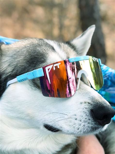 dog with Pit Vipers in 2024 | Pit viper sunglasses, Pit viper, Cute ...