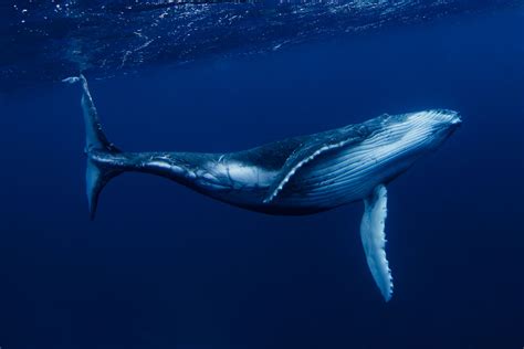 14 Espécies Fascinantes de Baleen Baleen (2023)