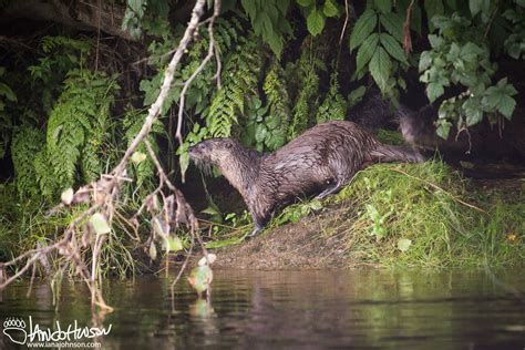 Prince of Wales Island: The Wildlife and Birds — Destination: Wildlife™