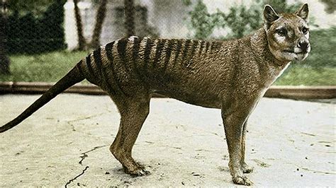 JurAUSSIE Park: Bringing Back the Thylacine (But Should We?) - The ...