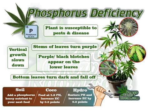 Phosphorus Deficiency – Deficiencies & Excess – Percys Grow Room ...