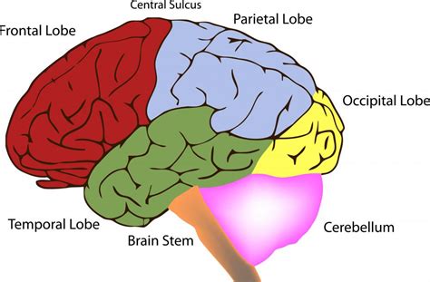 What are the Hemispheres of the Brain? (with pictures)