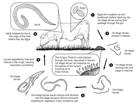 Roundworm: Lungworm Life Cycle - WormBoss