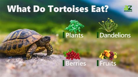 How To Feed A Tortoise: The Guide To Tortoise Diet, Food Nutritional ...