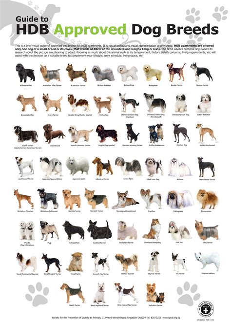 Australian Dog Breeds List