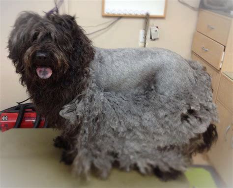 Matted Dog Hair: Tips For Grooming & Prevention – Dogster